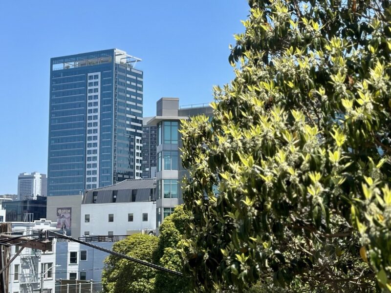 Heart Of Hayes Valley.. Corner apartment lots of natural light..Hardwood floors